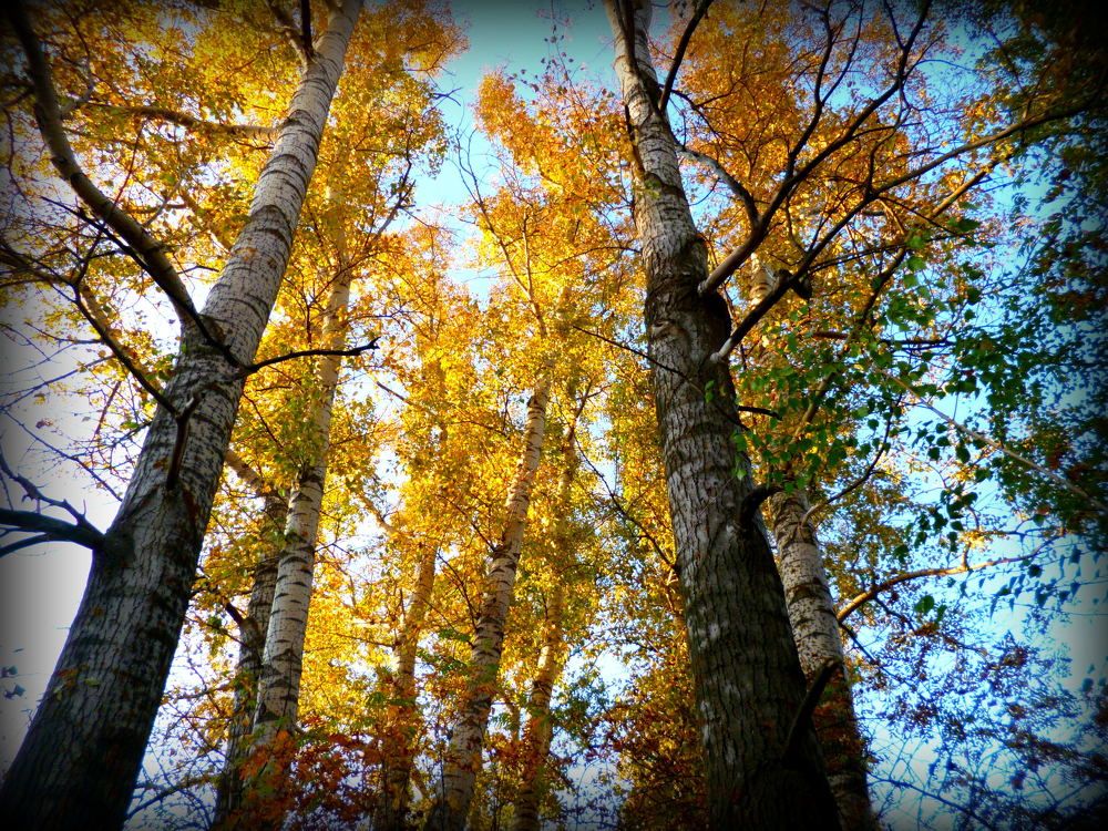 Золотые березы
