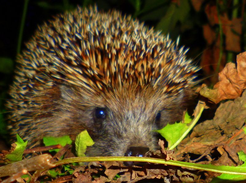 Екатерина, Russia