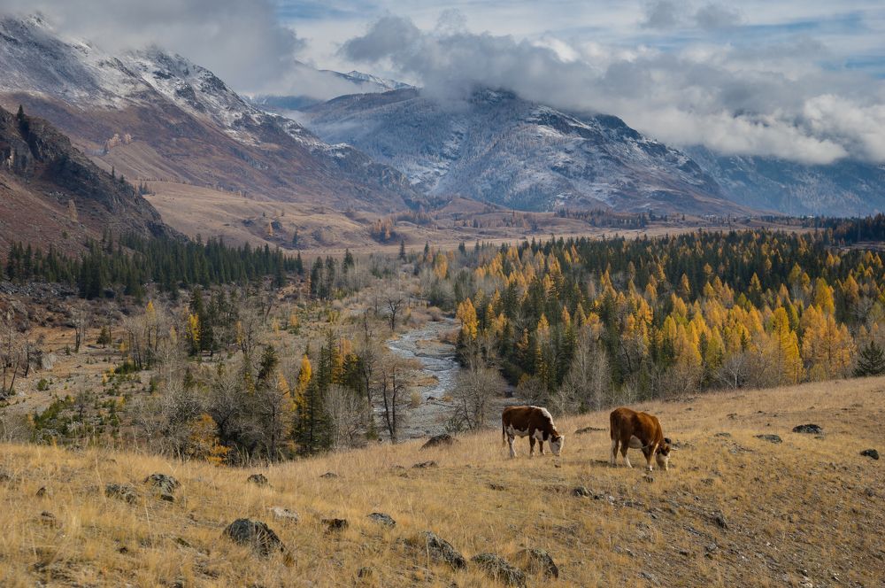 Алтайская зарисовка