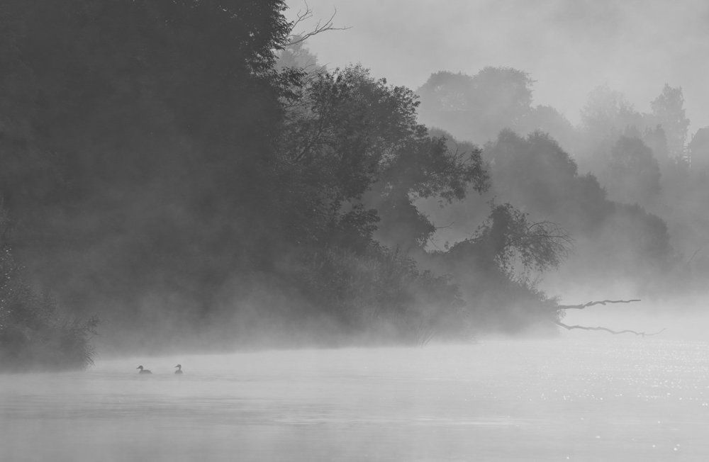 Неспящие в тумане