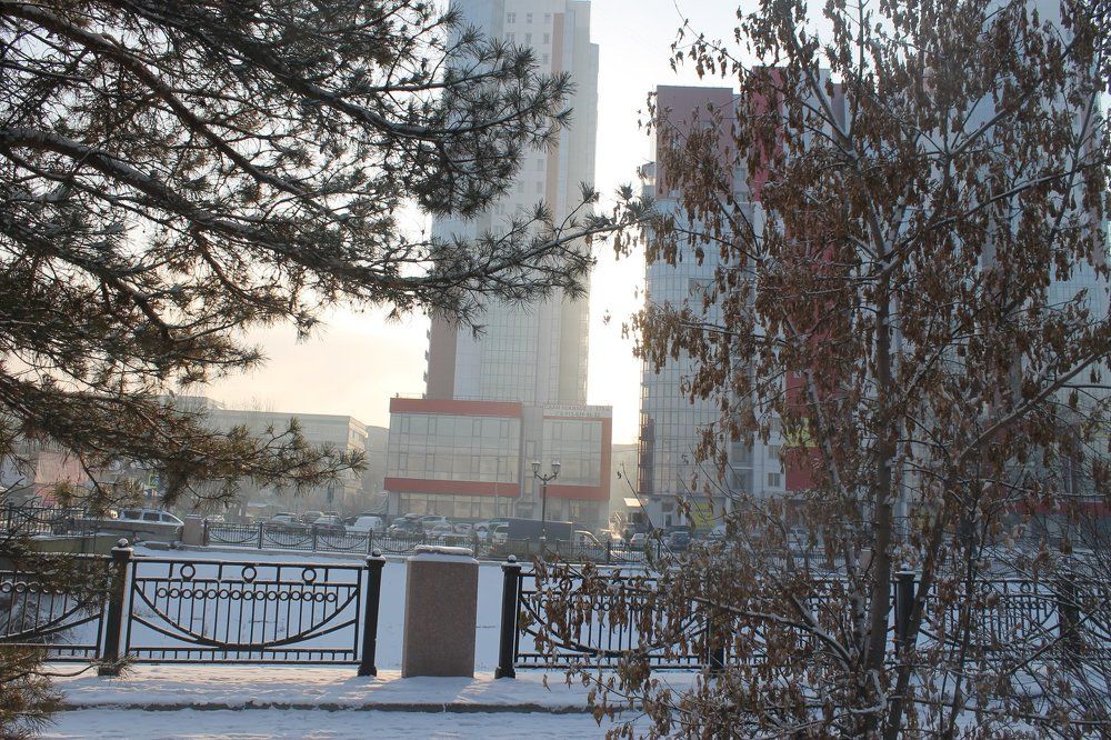 Сквозь ветви