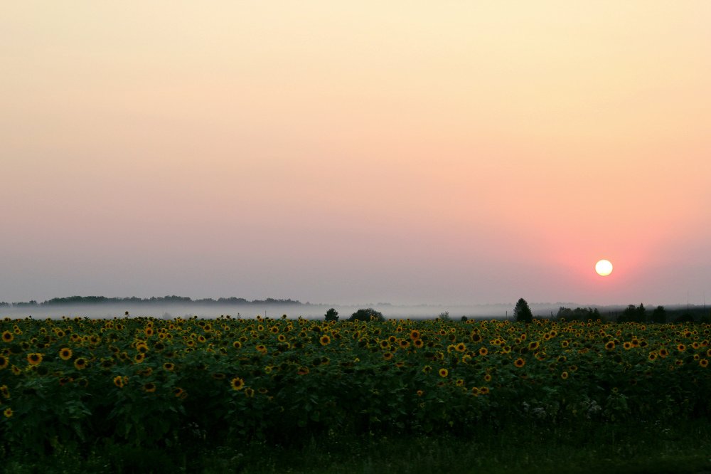 Тысяча и одно солнце погружаются в туман