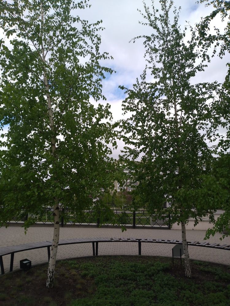 Photo #10550611