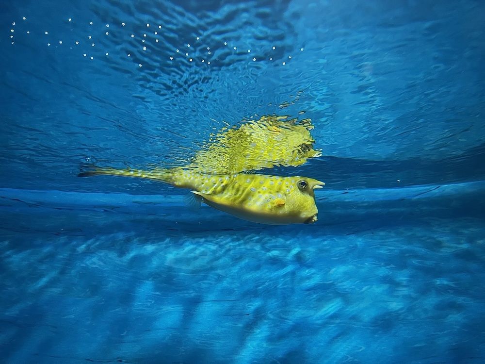 Фотография автора Юлия Косинова