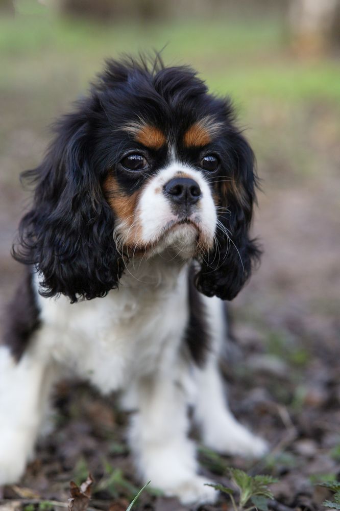 Фотография автора Ольга Кошина