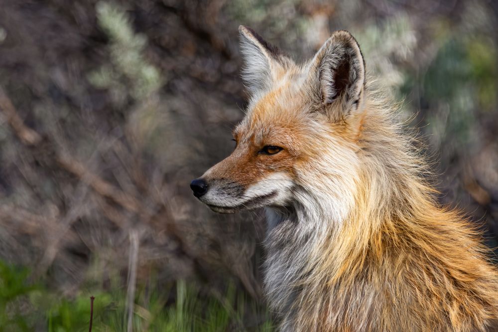 Фотография автора Brian Kinghorn