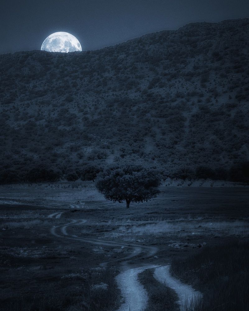 تک درخت ـ قلات ـ شیراز