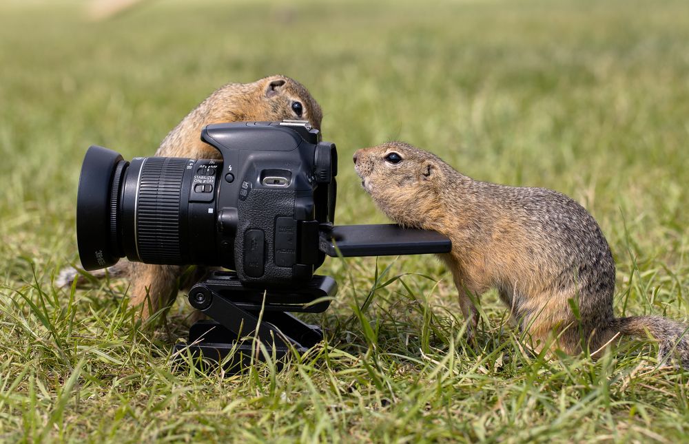 Помощники фотографа.