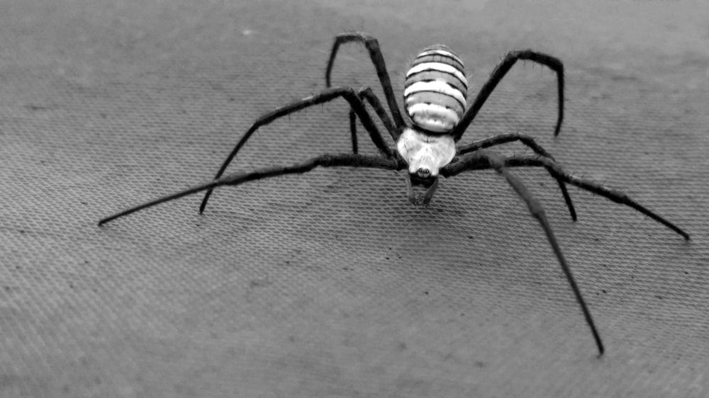 Photograph by Антон Шаркас