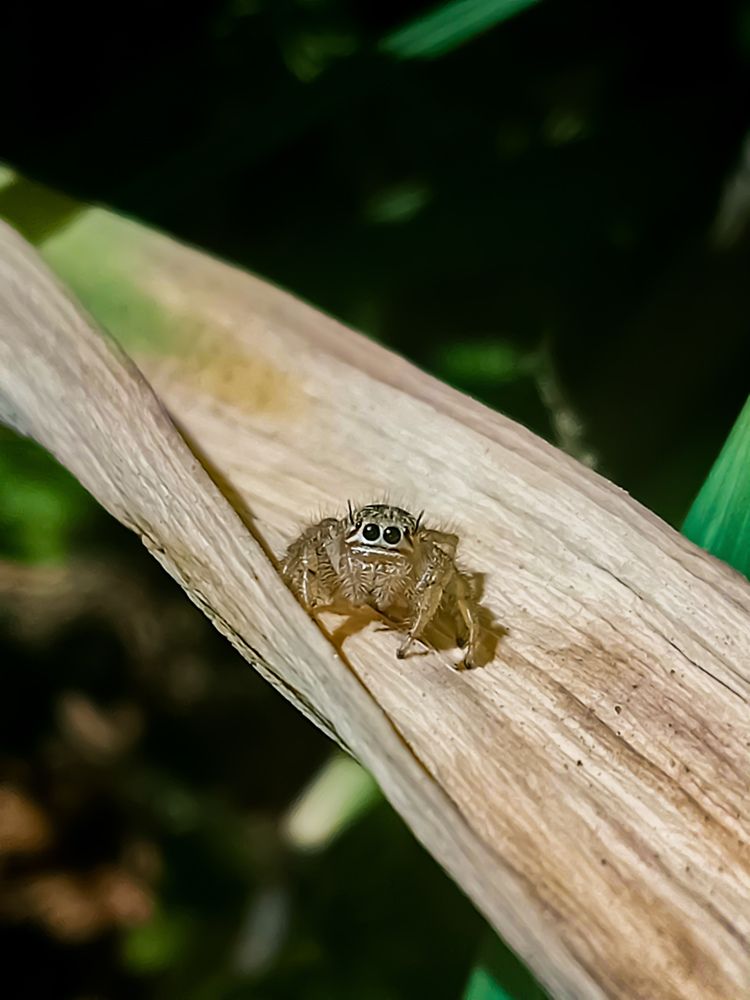 Photograph by Sara Bounab