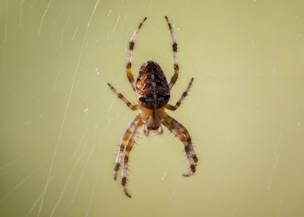 Photograph by Сергей Дишук