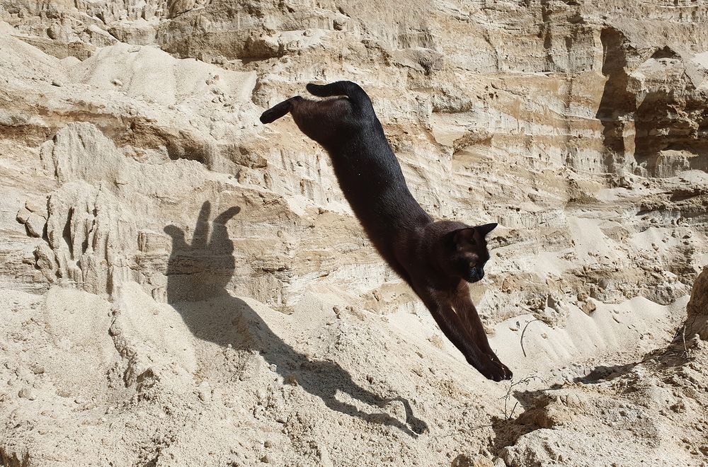 Грация кошки.