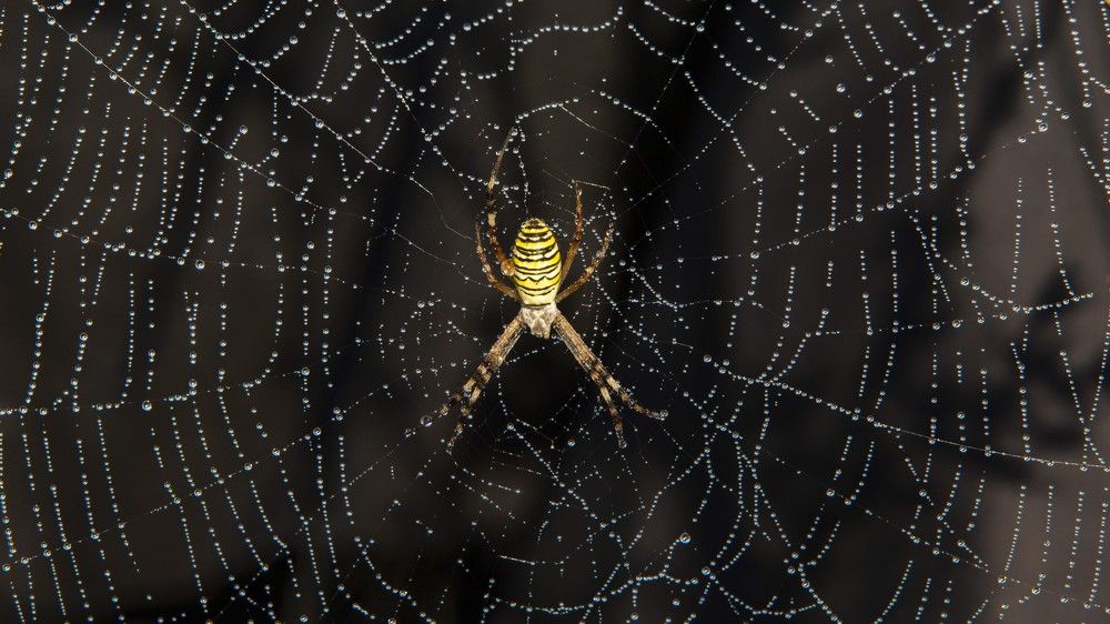 Паук  - оса на темном фоне