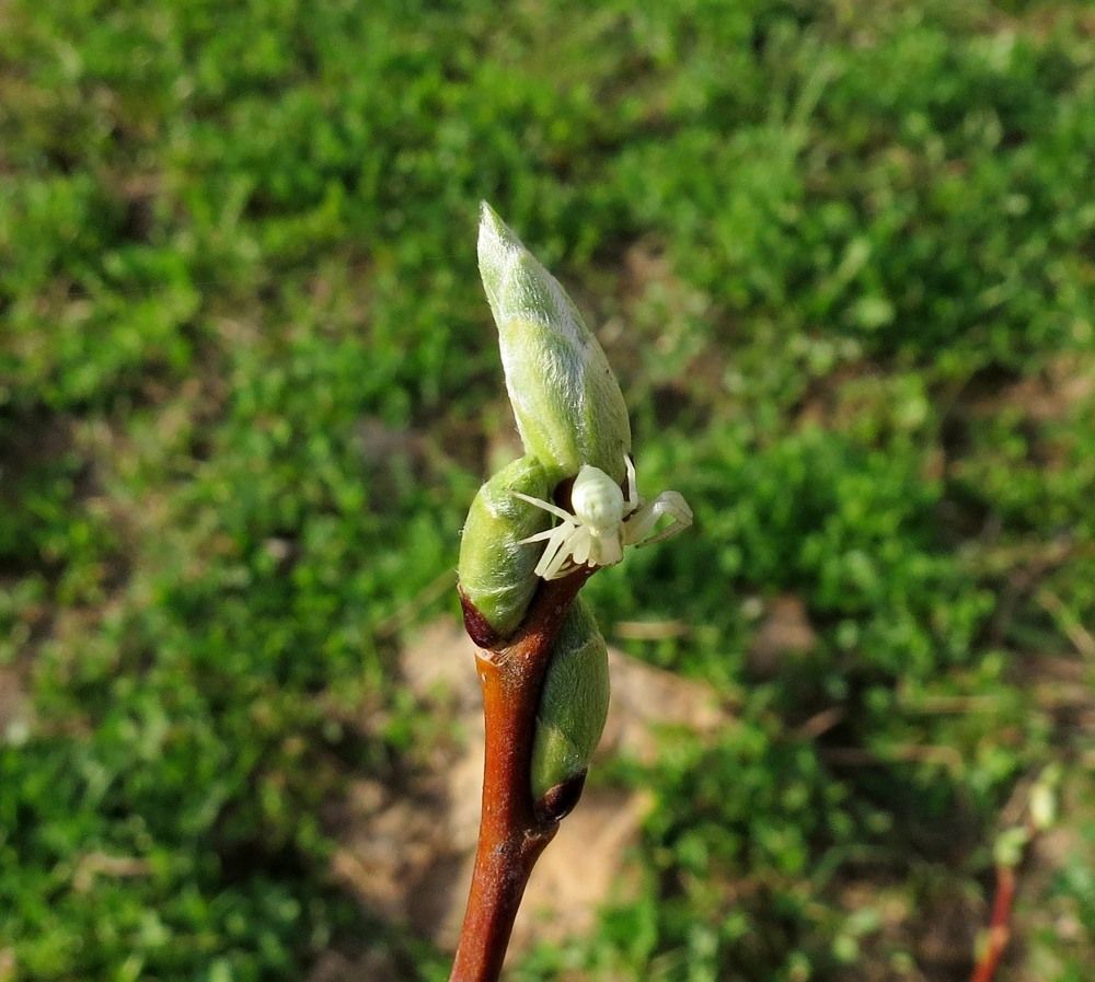 Photograph by Елена Казарина