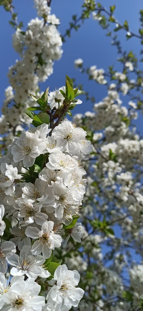 Photograph by Виорика Фоменко