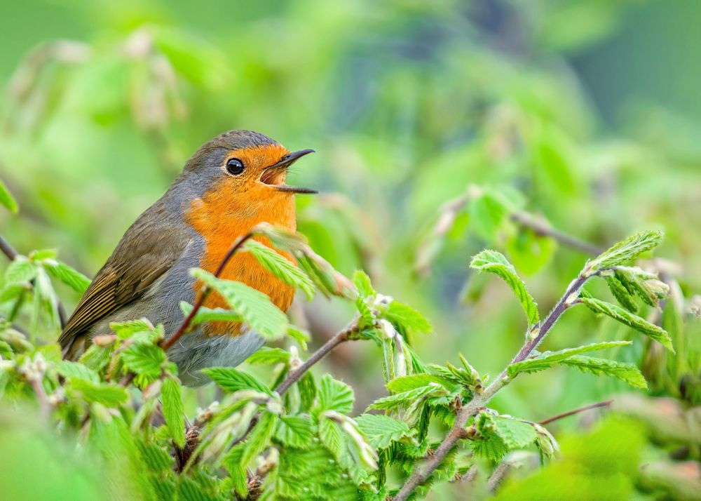 Photograph by Madhurya Mozumder