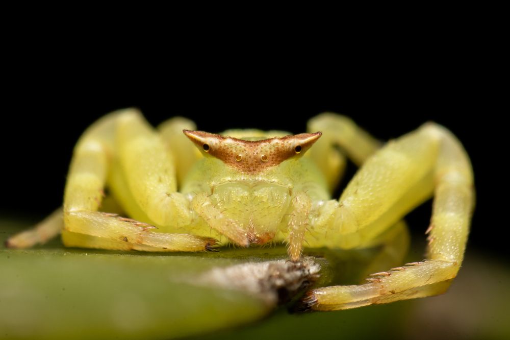 Crab Spider