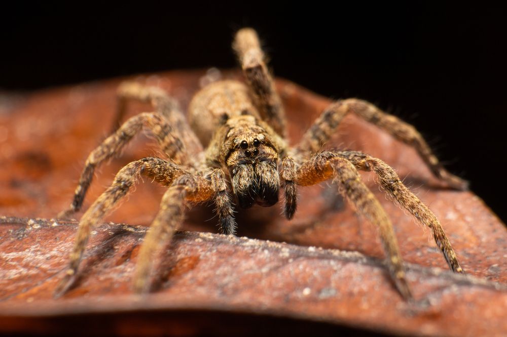 Wolf Spider