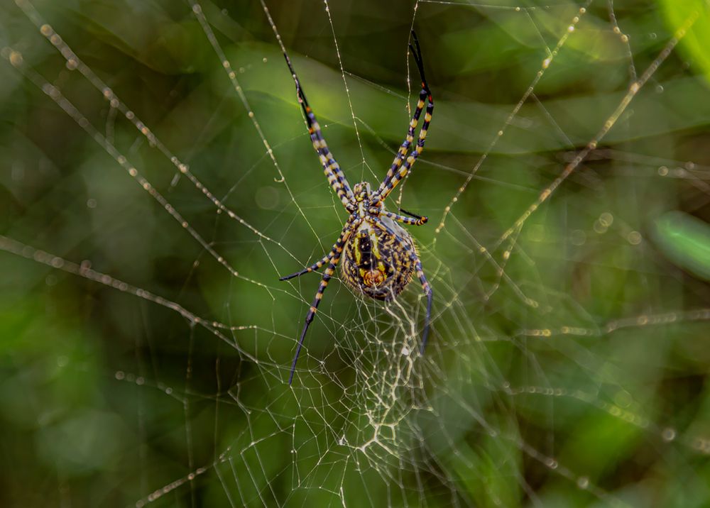 Фотография автора ADLER GOLDFARB