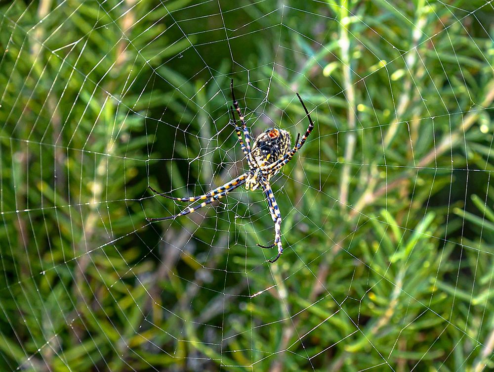 Фотография автора ADLER GOLDFARB