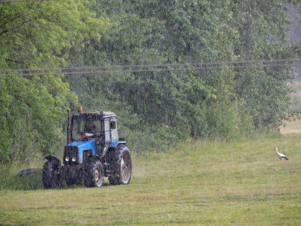 Под дождем / In the rain