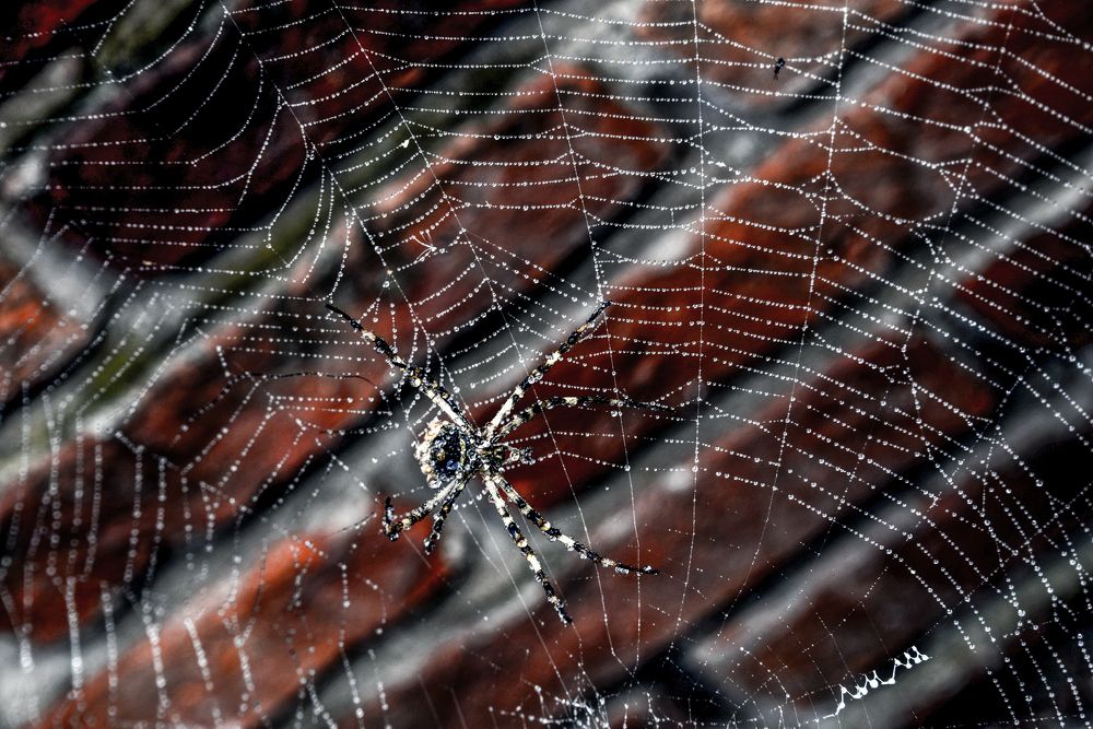 Photograph by Ricardo Kimmich