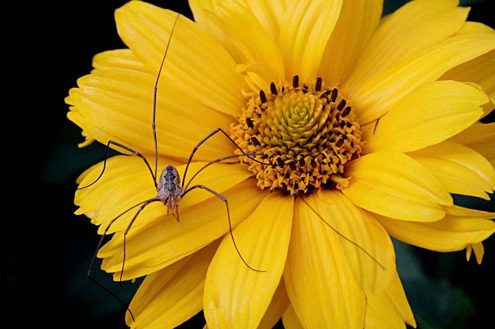 Фотография автора Николай Семенец