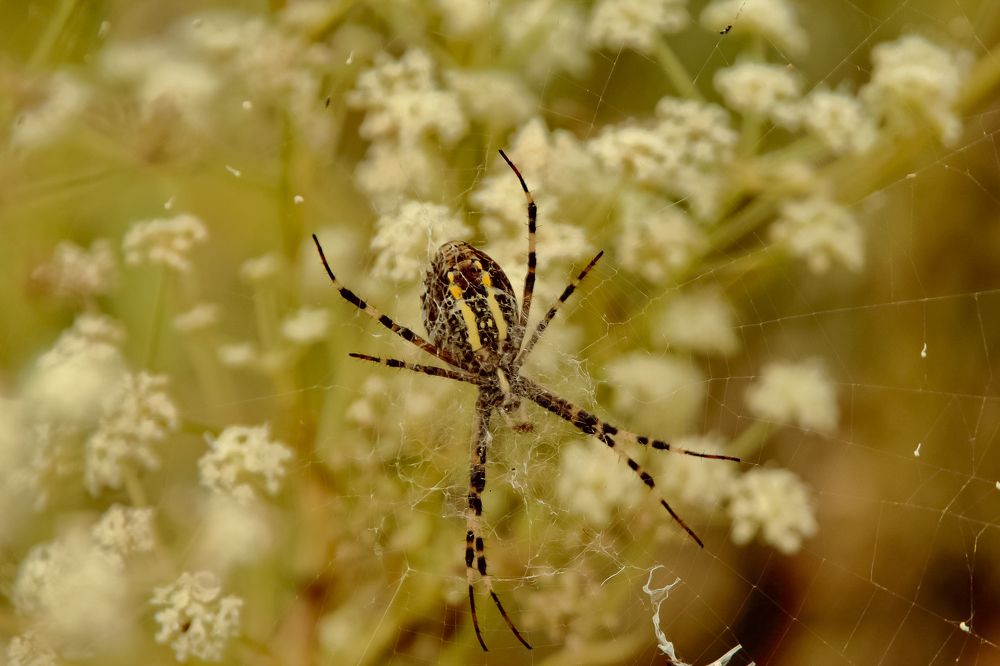 Photograph by Ирина Шибитова