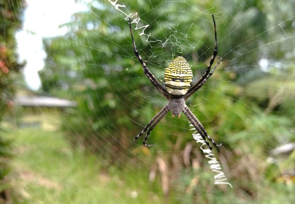 The Harmless Carnage