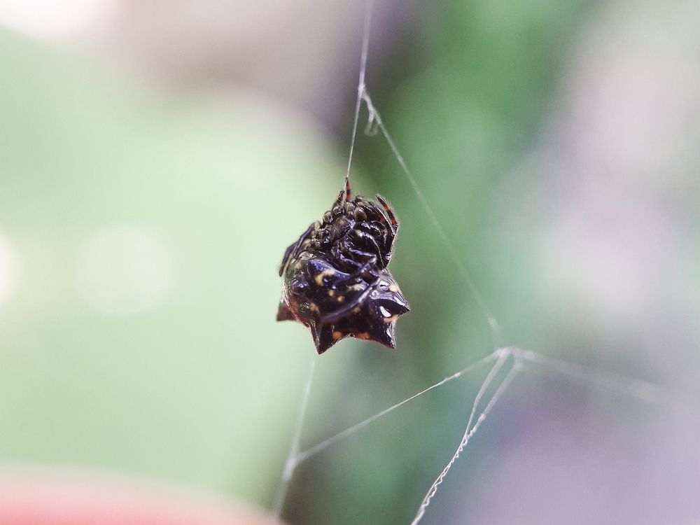 Tiny Webby Charming.