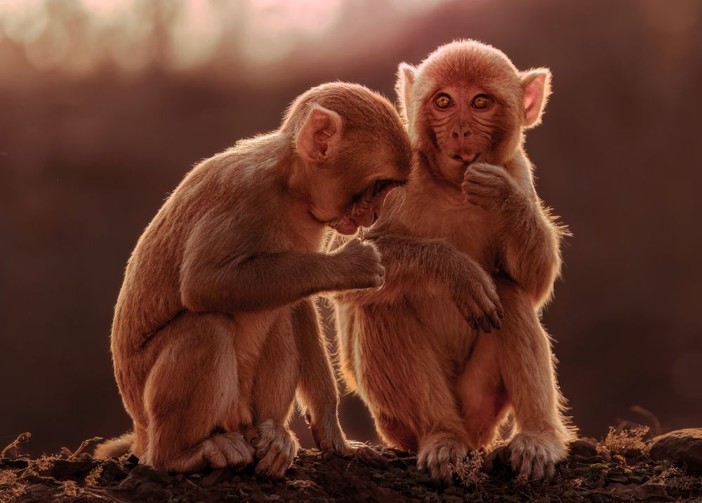 Photograph by Gurvinder Chhabra