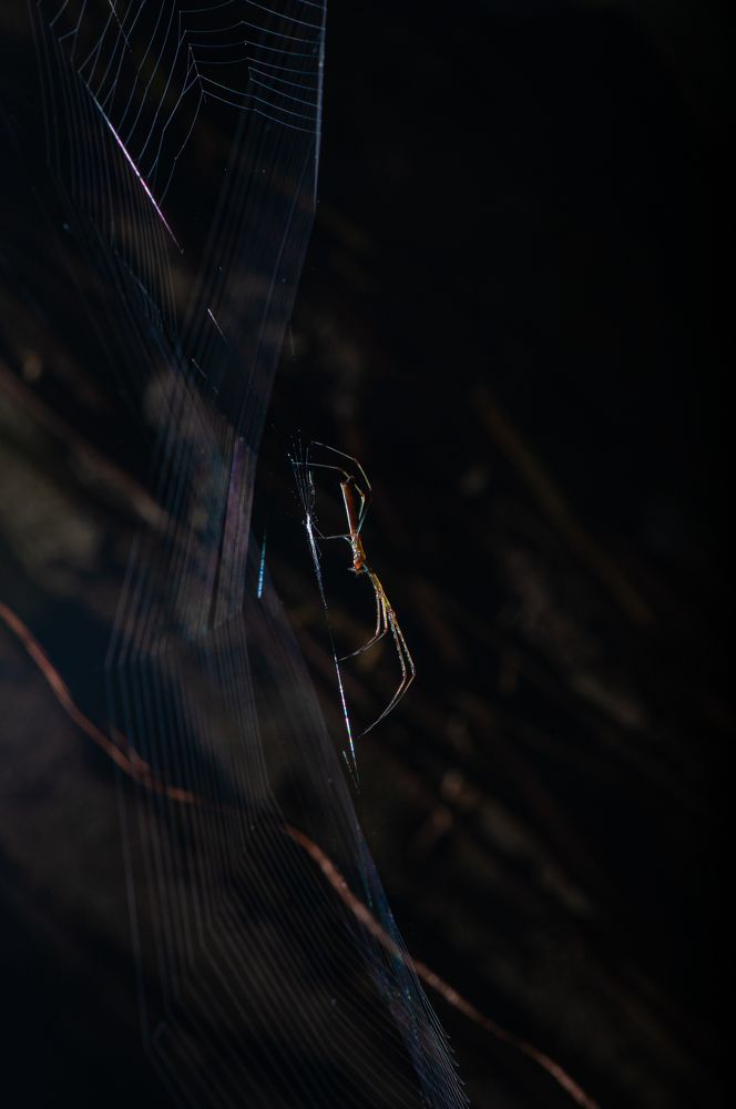 Photograph by Chamara Sulakkhana Polwatta Siriyalage