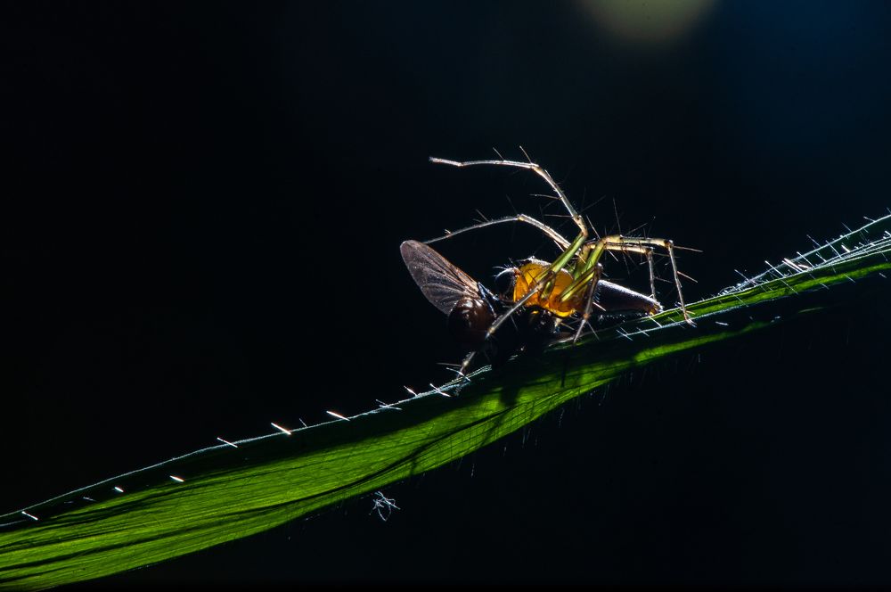 Photograph by Chamara Sulakkhana Polwatta Siriyalage