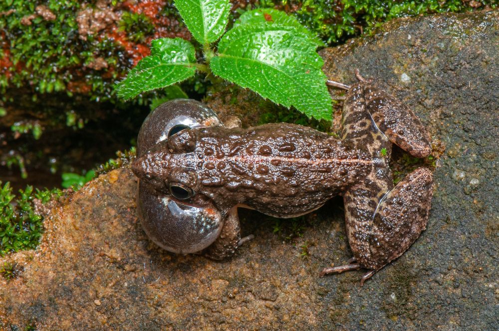 Photograph by Chamara Sulakkhana Polwatta Siriyalage