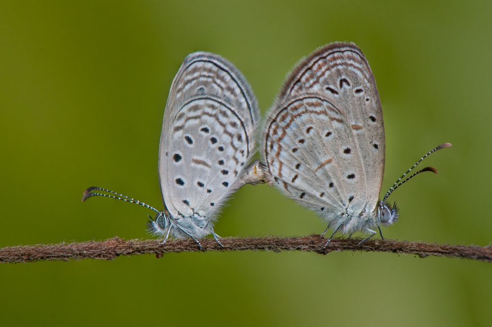 Photograph by Chamara Sulakkhana Polwatta Siriyalage
