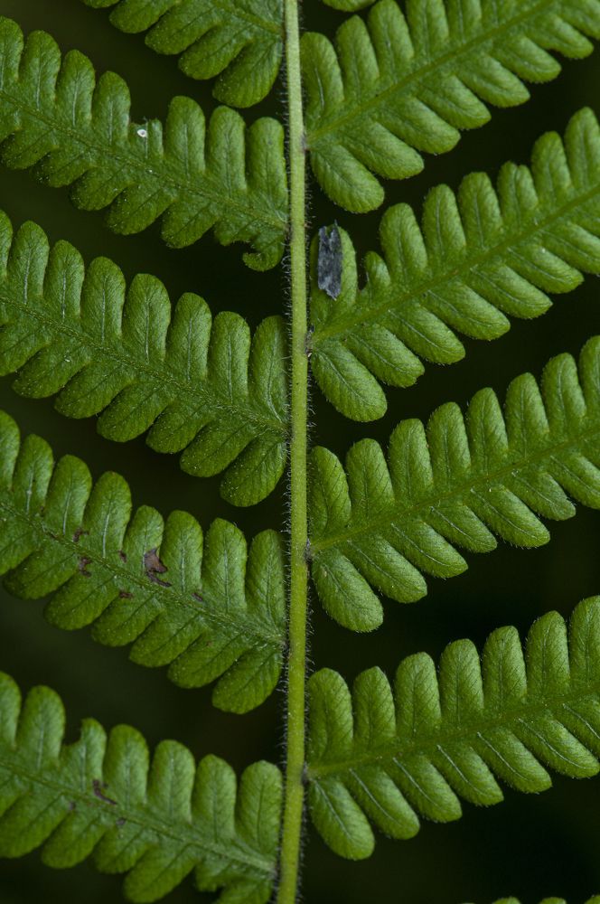 Photograph by Chamara Sulakkhana Polwatta Siriyalage