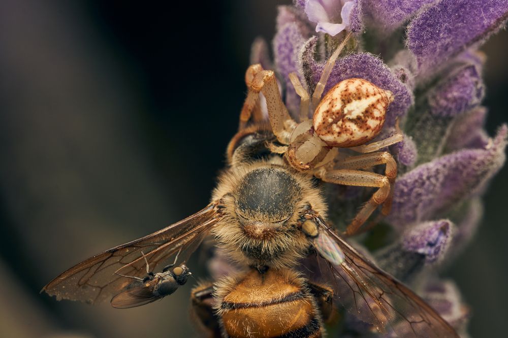 Фотография автора Santiago Diaz Aragon