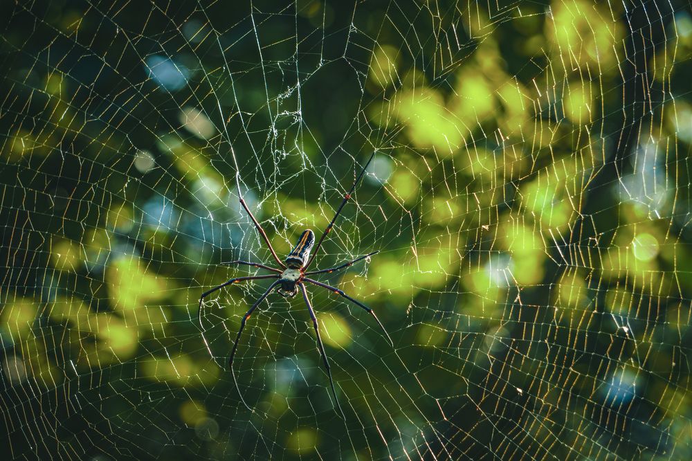 Photograph by Soumyojit Sinha