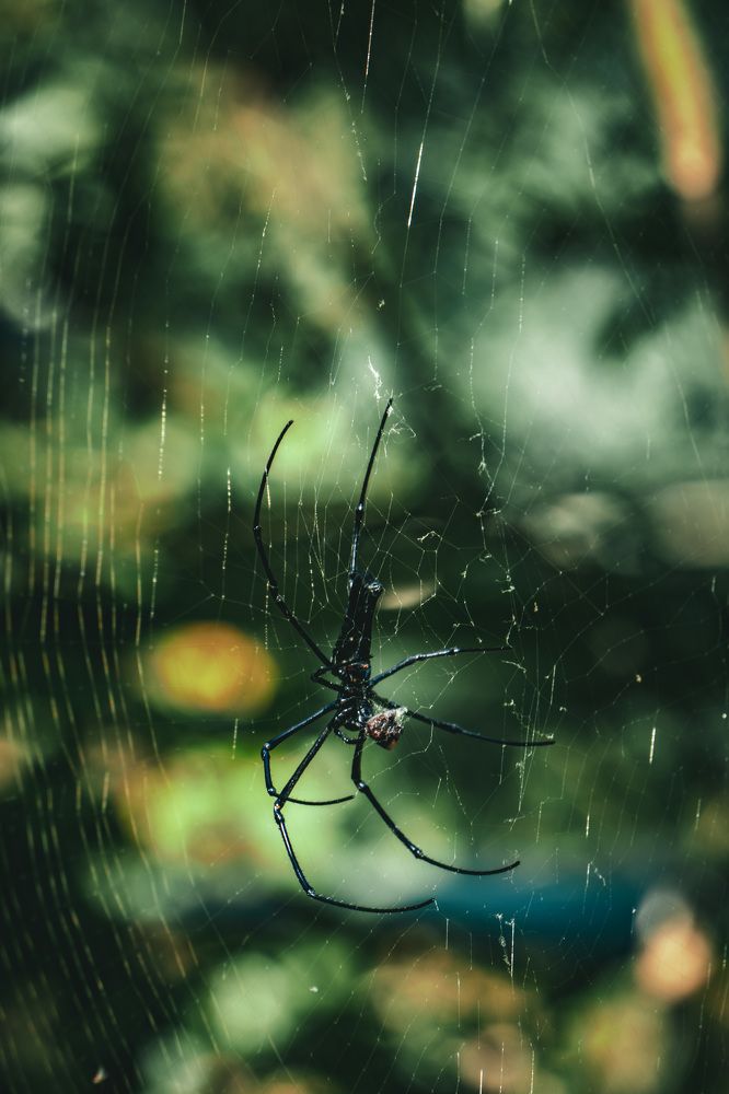 Photograph by Soumyojit Sinha