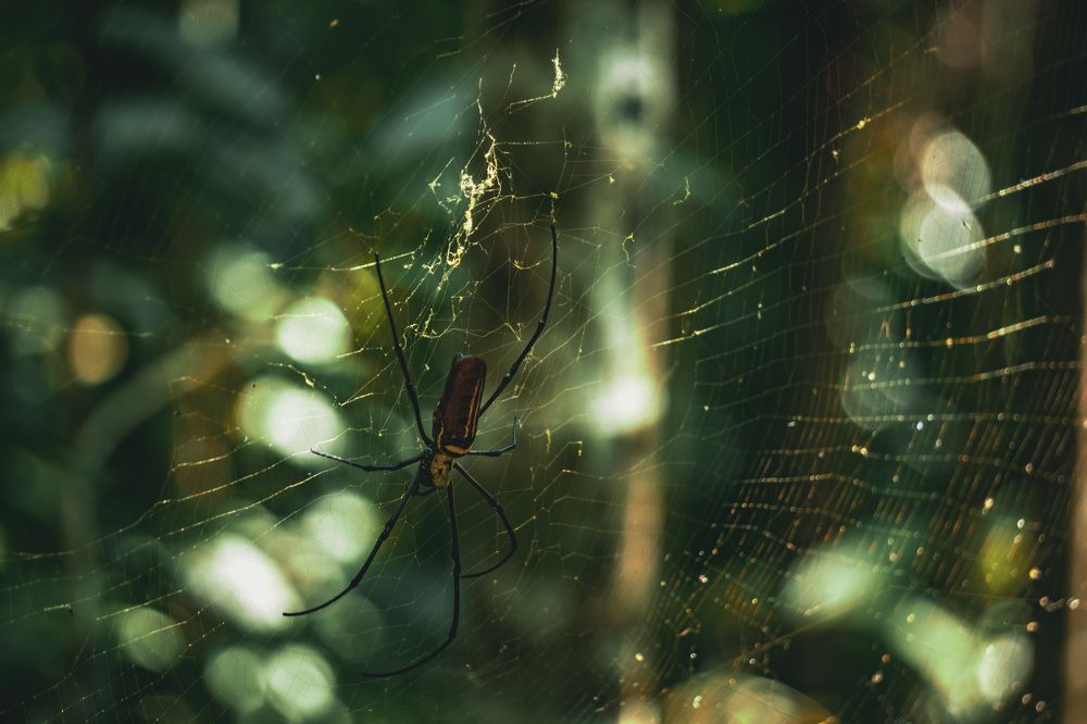 Photograph by Soumyojit Sinha