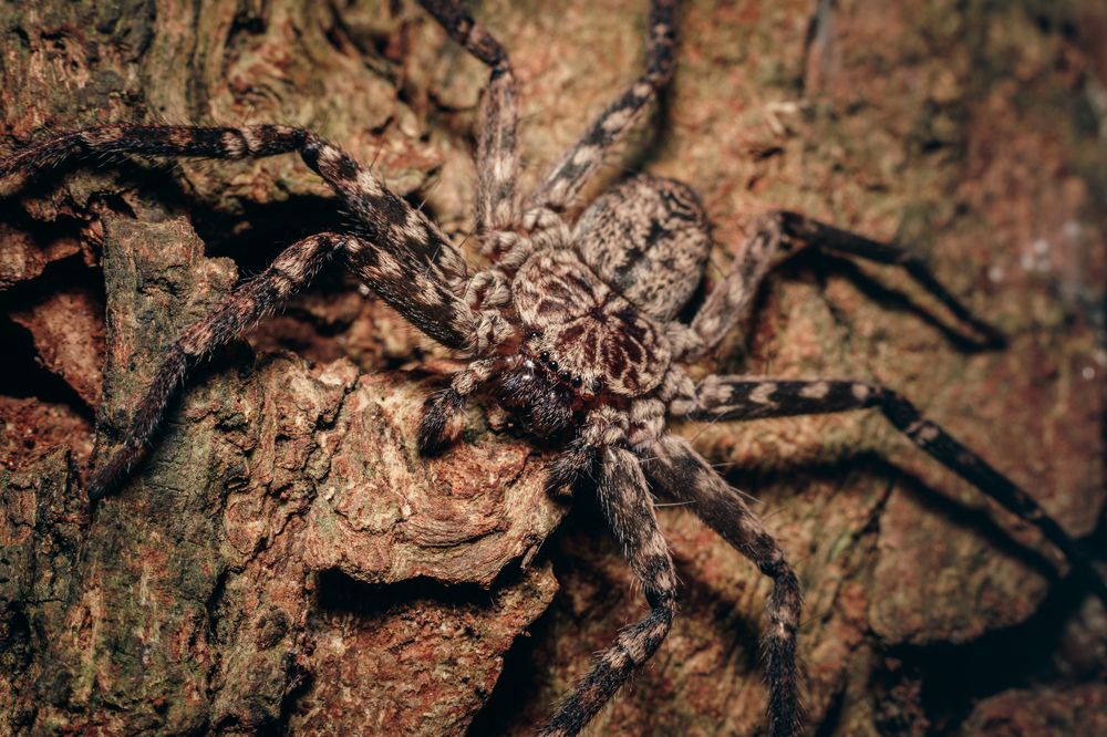 Photograph by Alexandre Canteiro Soares