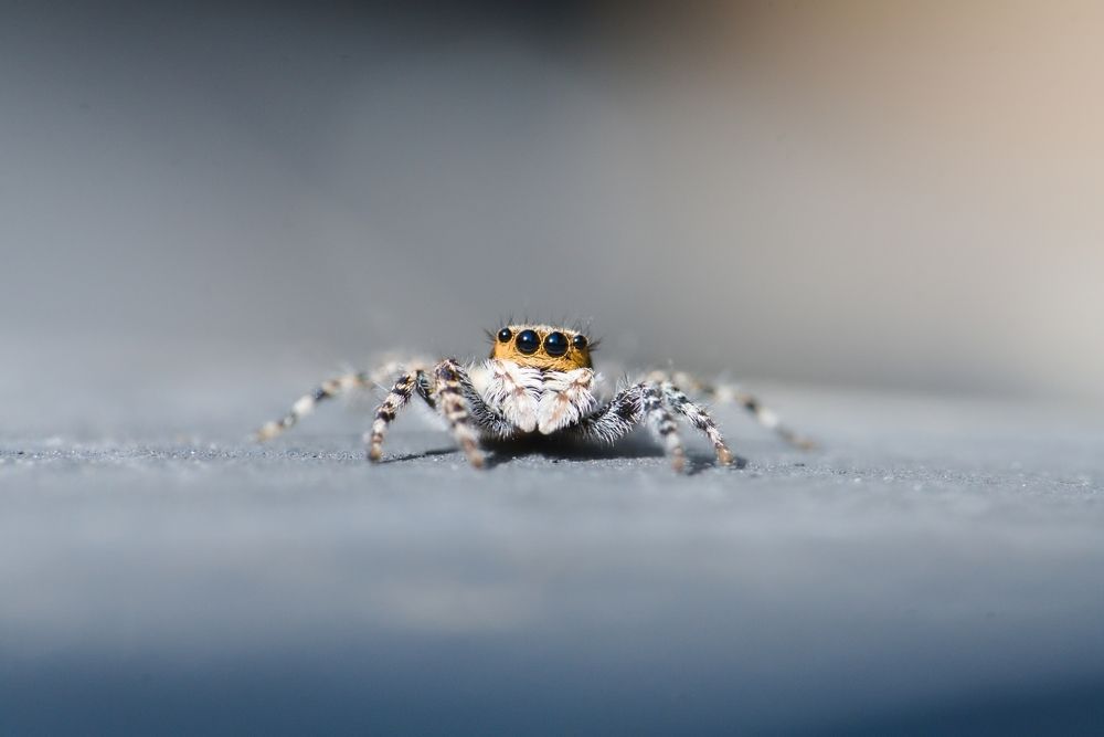 jumping spider