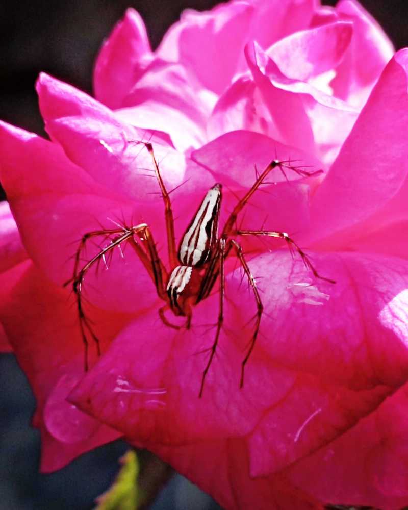 Photograph by Niveka Pushparasa