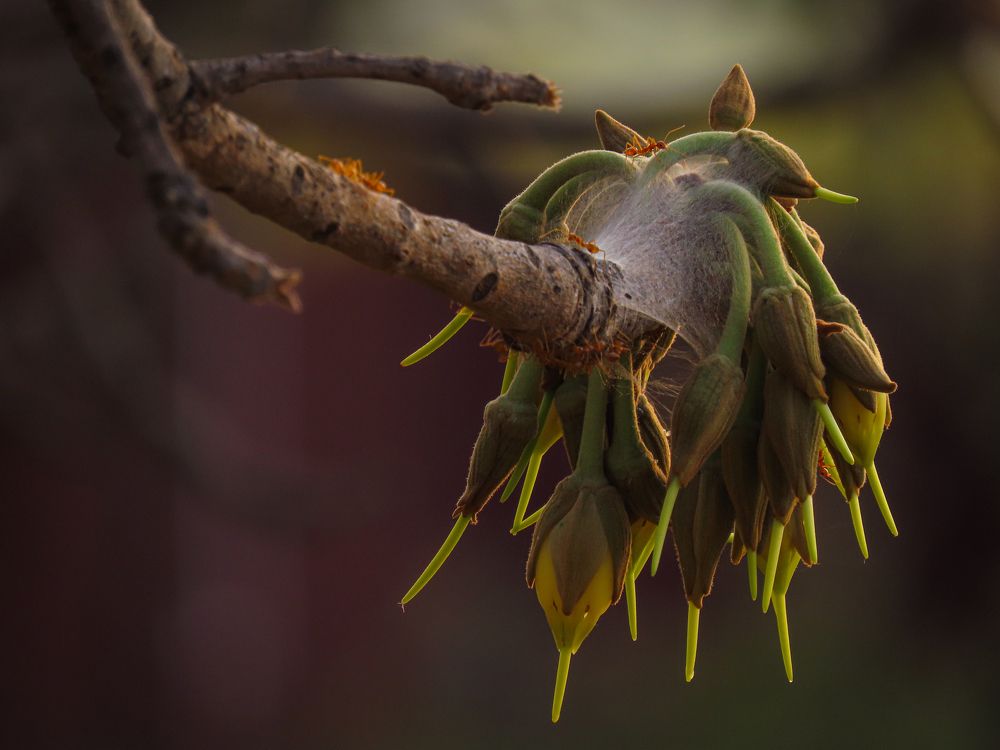 Mahua flowers