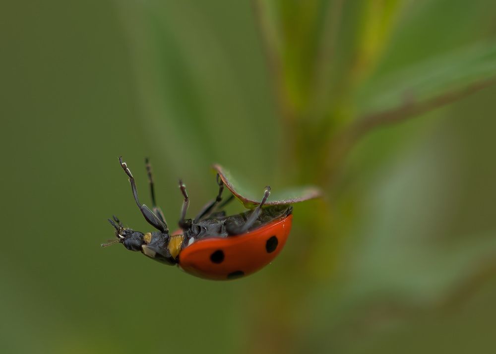 Photograph by wendy vanhoudt