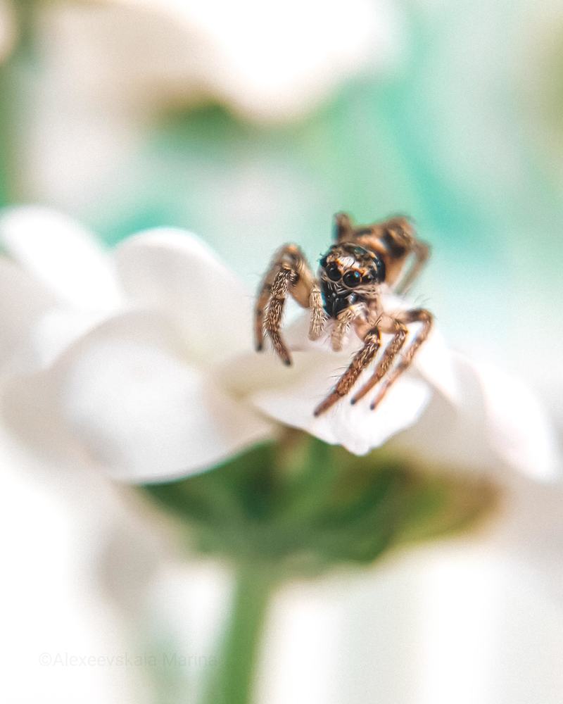 Фотография автора Марина Алексеевская