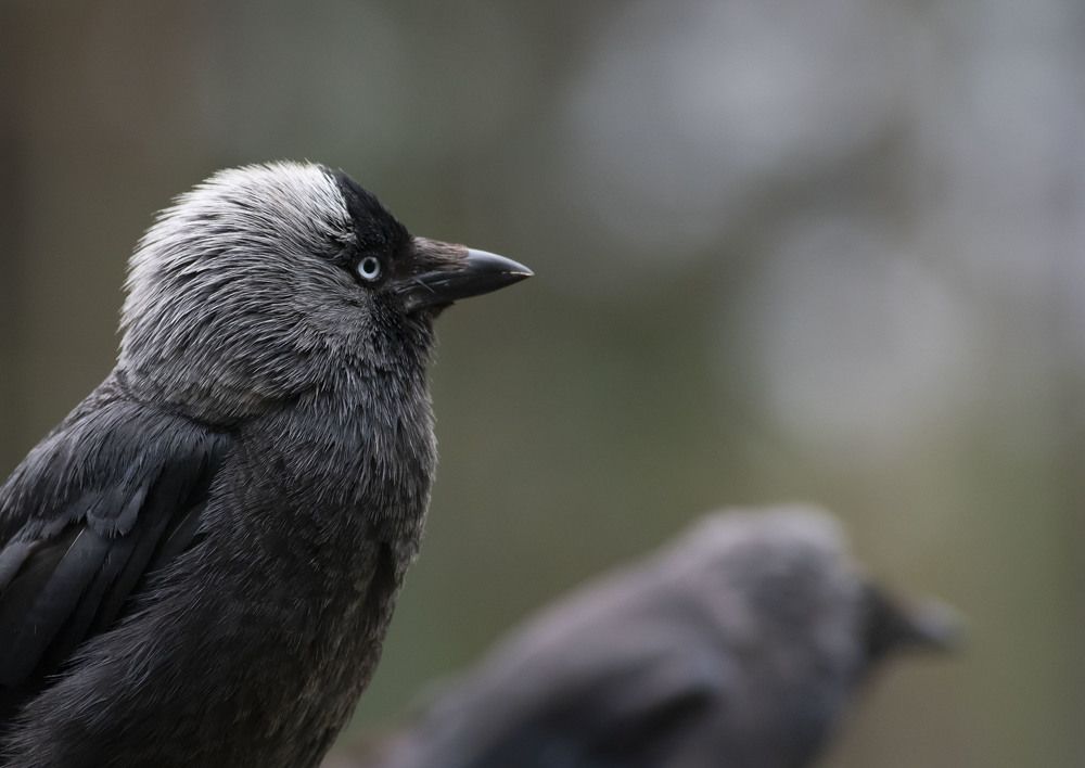 Photograph by Михаил Зубарев