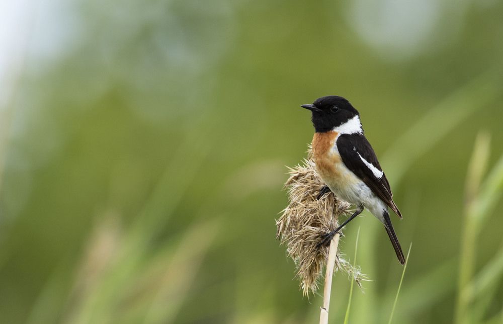 Photograph by Михаил Зубарев