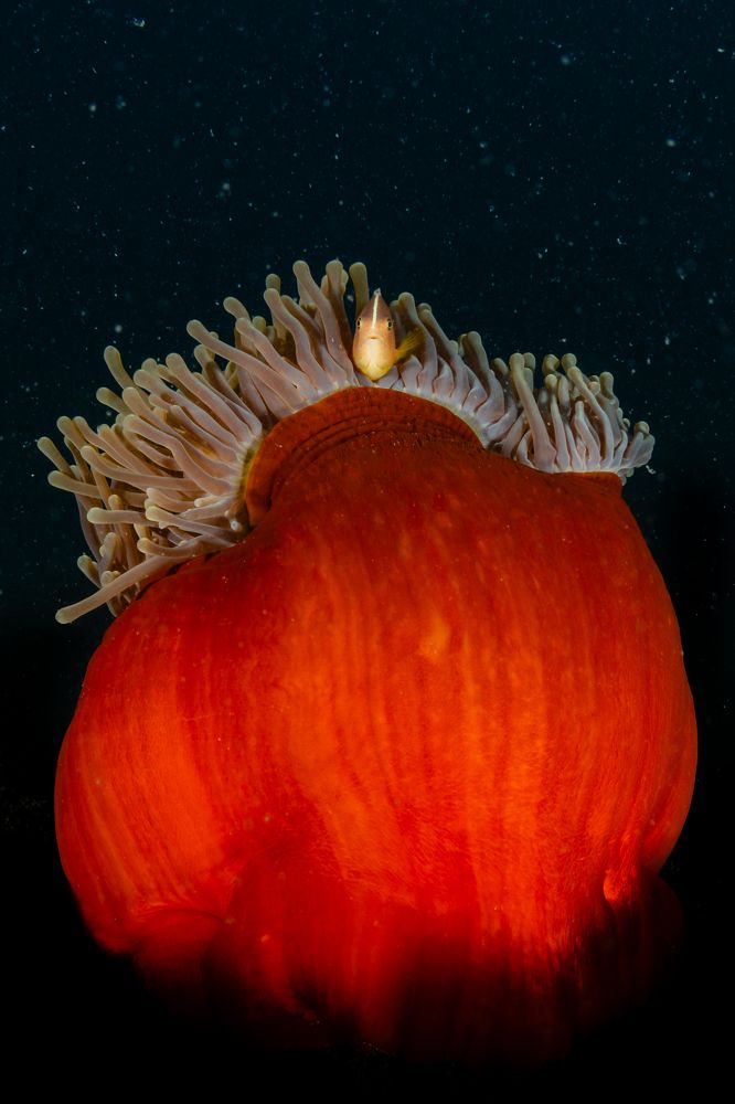 Photograph by Ricardo Ferreira