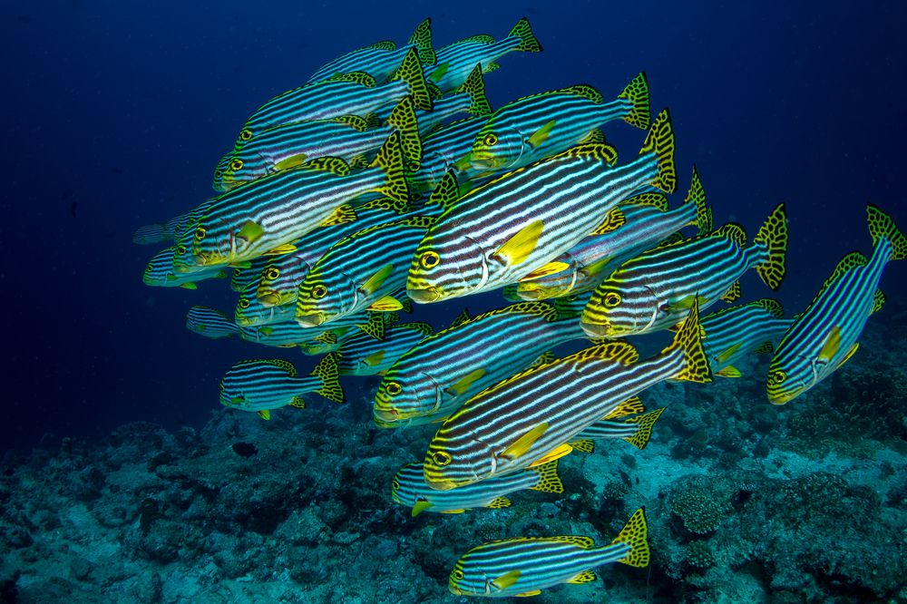 Photograph by Ricardo Ferreira